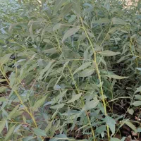 اکالیپتوس چوب سفید یک ساله|گل و گیاه طبیعی|اهواز, نادری|دیوار