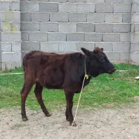 گاو.|حیوانات مزرعه|رشت, جماران|دیوار