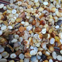 فروش تعداد ۷۰۰ عدد باباقوری