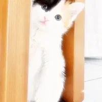 گربه