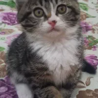 واگذاری پت خونگی