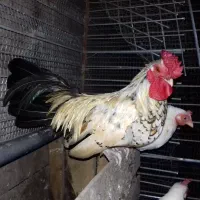 خروس محلی و خروس مینیاتوری|حیوانات مزرعه|جویبار, |دیوار