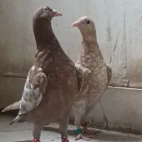 جوجه میلیمنز