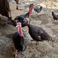 جوجه و بوقلمون|حیوانات مزرعه|گتوند, |دیوار