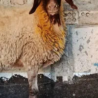 فروش یک عدد شک یک بره