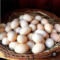 تخم مرغ محلی|خوردنی و آشامیدنی|شیراز, کوشک میدان|دیوار