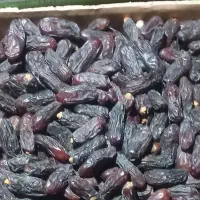 خرما ربی صادراتی|خوردنی و آشامیدنی|دامن, |دیوار