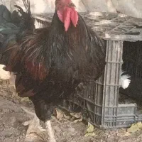 خروس کهورستان