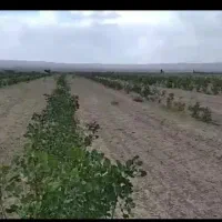 زمین کشاورزی پسته