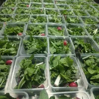 تولید انواع سالاد وسبزی|خوردنی و آشامیدنی|تهران, میدان میوه و تره‌بار مرکزی|دیوار