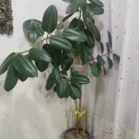 فروش گل فیل دوست