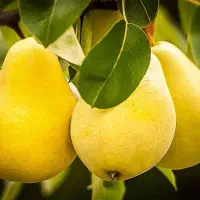 کود ارگانیک جامد ومایع سبوسیب