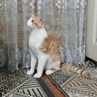 گربه dsh واگذاری ر