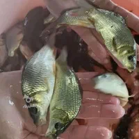 ماهی کپور طلایی و آمور