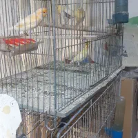 سهره و قناری خوشگل|پرنده|اردبیل, |دیوار