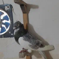 کفتر صید ۷تا قلدور|پرنده|مشهد, یاس|دیوار