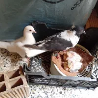 نرو ماده شهری با جوجه ماده اسپید نر پیسه