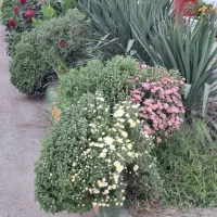 خرید برگ پاییزی انواع درختان