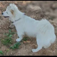 سگ اشپیتز