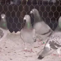 کبوتر‌نرماده‌به‌شرت