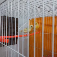 تعدادی قناری کار داده مستخون