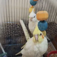 یک جفت جوجه عروس ۸ ماهه (متولد شده از یه پدر مادر)