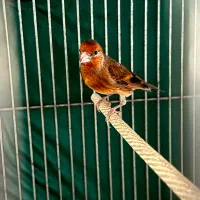 سهره قناری نر