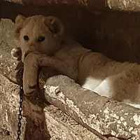 توله سگ ماده عفغانی یک میلیون