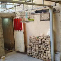 سهره جوجه بهاره