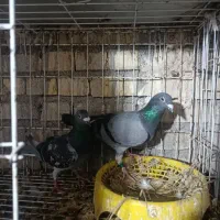 با سلام جفت پلاکی