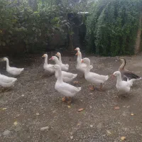 غوغاز فروشی|حیوانات مزرعه|تالش, هشتپر|دیوار