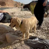 ۱۰ میلیون مژدگانی سگ گم شده