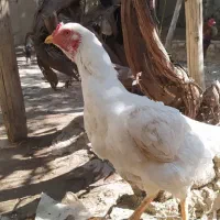 مرغ خروس جوجه لاری|حیوانات مزرعه|شیروان (خراسان), |دیوار