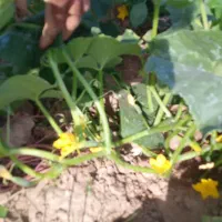 فروش زمین کشاورزی