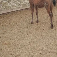 کره نریان کرد|اسب و تجهیزات اسب‌سواری|اسفرورین, |دیوار