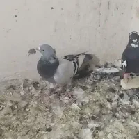 ۱۱عددکفتر پلاکی پرشی