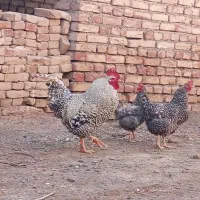 مرغ و خروس پلیموت