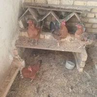 ۴عدد مرغ تخم گذار|حیوانات مزرعه|اقبالیه, |دیوار