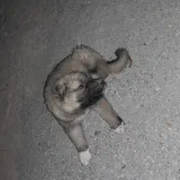سگ چوپان