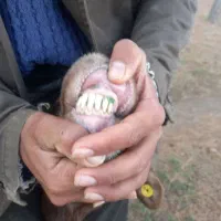 یکراس گوسفند جوان آبس مایه کرده