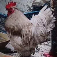خروس پاپر