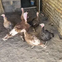 فروش بوقلمون