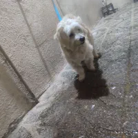 سگ خونگی|سگ|بروجرد, |دیوار