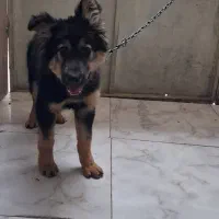 ژرمن شولاین