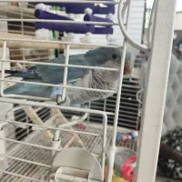 طوطی راهب معاوضه|پرنده|پاکدشت, پاکدشت (مامازند)|دیوار