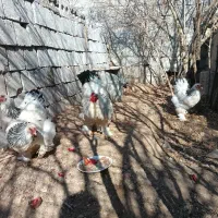 مرغ برهما|حیوانات مزرعه|خمینی‌شهر, |دیوار