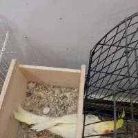 عروس هلندی مولد جفت|پرنده|بندر انزلی, معلم|دیوار