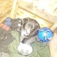 ...|سگ|اهواز, اهواز|دیوار