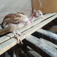 جوجه دورگ