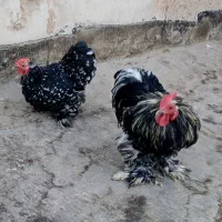 مرغ و خروس زینتی جوجه کشی نژاد دار اصل